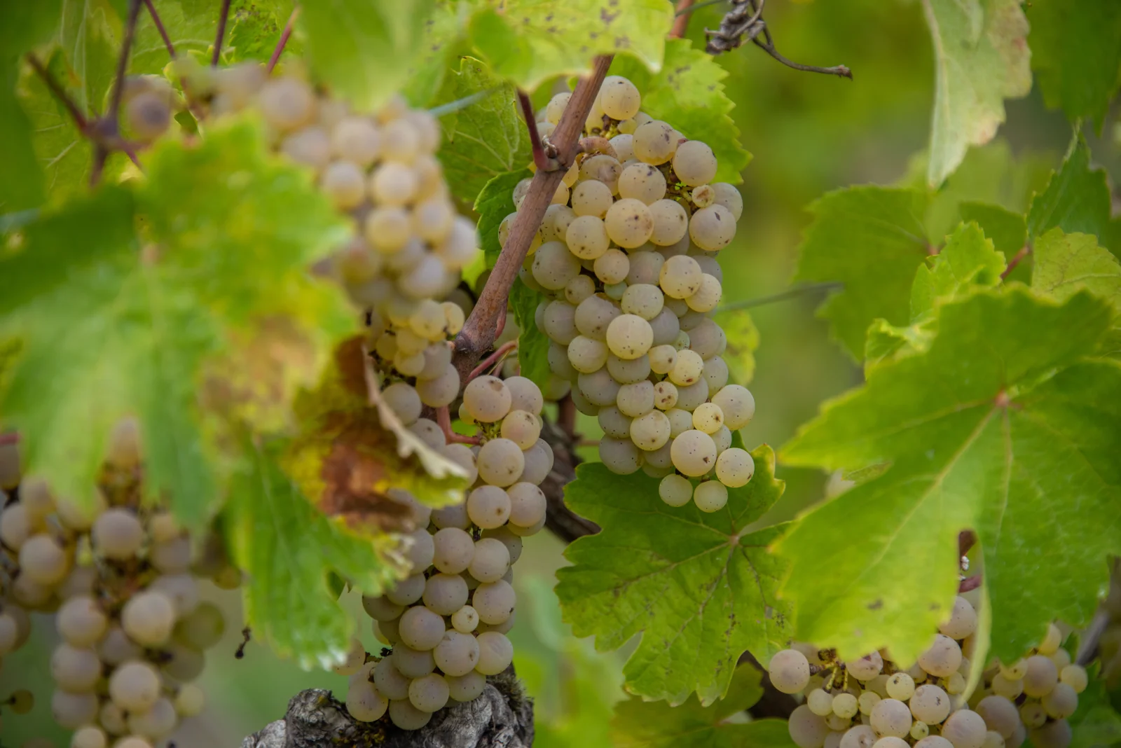 Helle Weintrauben zwischen grünen Weinblättern